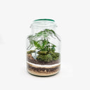 Terrarium Monstera Pot con felce e piante tropicali fatto a mano