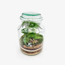 Dettaglio terrarium Monstera Pot con Fittonie e Asparagus Setaceus